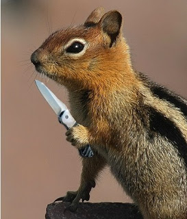 mean squirrel
