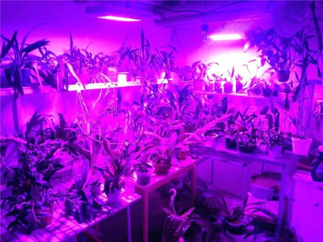 uv-lamp-plant-growth-light-bulbs-plants-recommended-design-watt-indoor-greenhouse-bright-grow-panel-hydroponics-system-function-ultraviolet-growing